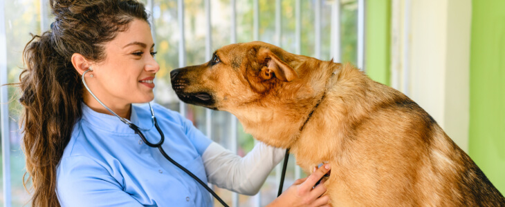 image of vet checking dog with stethoscope